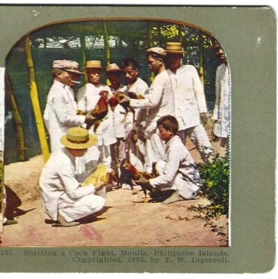 1903, Starting a Cock Fight, Manila, Filipinas, T.W. Ingersoll Stereoview Foto 1 de 3