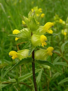 WILD FLOWER YELLOW RATTLE 2 GRAM ~ 600 SEEDS RHINANTHUS MINOR - Afbeelding 1 van 3