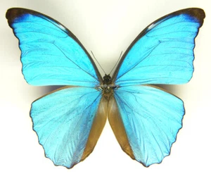 Mariposa/Morfidae sin montar - Morpho amathonte amathonte, macho, Colombia - Imagen 1 de 2