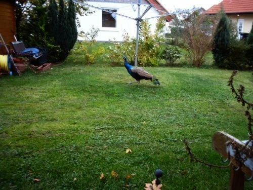 Sophie's kleine Nachtmusik-Die Höhepunkte aus (live) Norbert Aust, Gerd.. [2 CD] - Bild 1 von 1