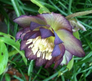 Helleborus BLACK TIE AFFAIR Lenten Rose Flower Hellebore Plant Perennial - Picture 1 of 5