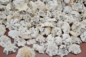 400+ STCK. STAR LIMPET MUSCHEL STRAND BASTELN 1 PFUND #7625 - Bild 1 von 1