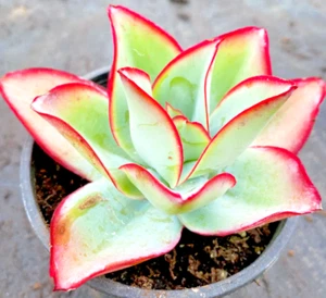 Echeveria Subrigida "Fire and Ice" hen and chicks exotic plant seed 50 SEEDS - Picture 1 of 1