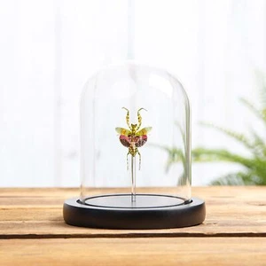 Taxidermia flor india mantis cúpula de vidrio (Creobroter gemmatus) - Imagen 1 de 9
