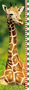 Poster Giraffe Aufzuchtstabelle 12x36 Studio B - Bild 1 von 1