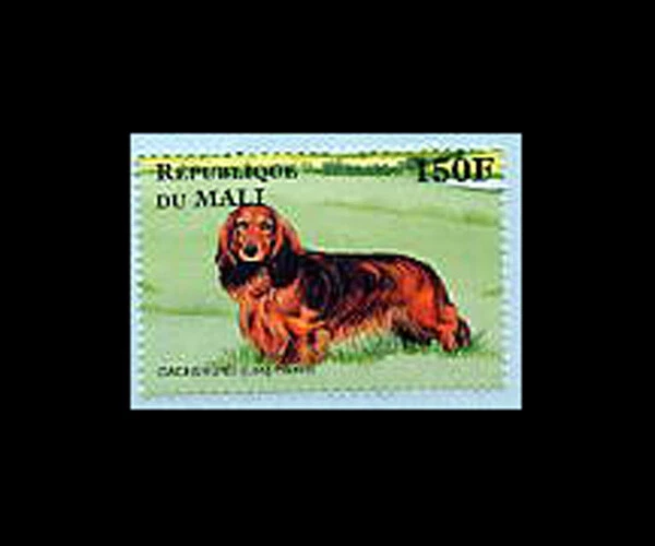 Malí, Sc #824b, MNH, 1997, perro, perro salchicha Foto 1 de 1