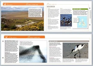 Morecambe Bay - Gazetteer - Birds Of Britain Atlas Editions Fold Out Card - Picture 1 of 1