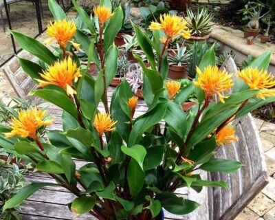 Golden Brush Dwarf Ginger - Burbidgea schizocheila- SMALL ROOTED STARTER Plant - Image 1 of 4