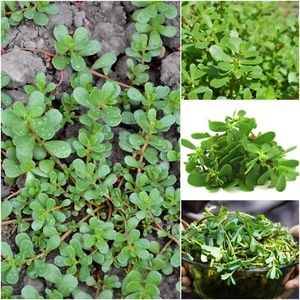 PURSLANE GREEN 100 Seeds Herb Garden Salad Green OMEGA3 Groundcover REGROWTH - Picture 1 of 5