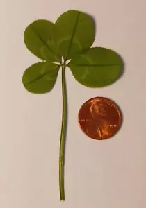 4 leaf clover - real, dried, and pressed - Trifolium repens - Picture 1 of 1