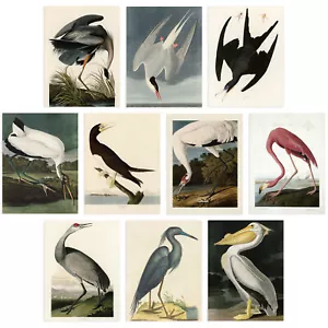 Vintage Audubon American Bird Prints Flamingo Unframed A4 Wall Art Print 10 Pack - Picture 1 of 7