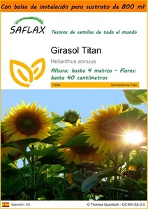 SAFLAX Garden in the Bag - Girasol Titan - 20 semillas - Helianthus - Imagen 1 de 4