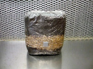 All In One LARGE 4 LB Mushroom Grow Bag - Dung Lovers Substrate & Injection Port - Picture 1 of 4