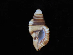 Sea Shell Cymatium flaveolum 44,6 mm ID#6236 - Imagen 1 de 2