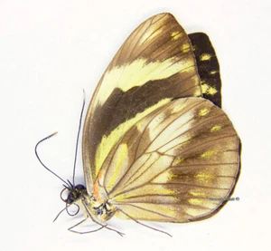 Unmounted Butterfly/Pieridae - Pieriballia viardi viardi, F, A- - Picture 1 of 1