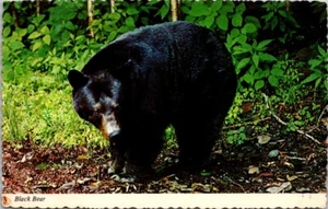 Postal Oso Negro - Imagen 1 de 2