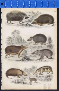 Hedge Hogs, Tenrecs & Tendracs - 1839 Cuvier Natural History - Picture 1 of 1