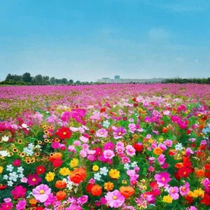 Cosmos Flowers Seed Mix, 10 Beautiful Cosmos Varieties, Colorful, FREE SHIPPING - Picture 1 of 12