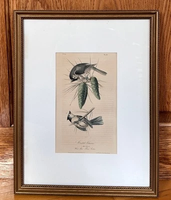 Audubon Birds Octavo 1st Ed 1840 h/c Lithograph Pl 125 Crested Titmouse, Framed - Image 1 of 4