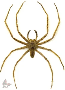 Spider(Araneae) No.8,from Malaysia, UNMOUNTED - Picture 1 of 1