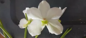 Orchid Vanda Udom Delight Full Sun Tropical Hanging Plants - Picture 1 of 4