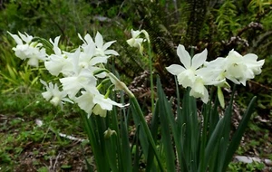 THALIA MINIATURE DAFFODIL/NARCISSI BULBS MULTI-HEAD WHITE DWARF POTTED 1 LITRE - Picture 1 of 8