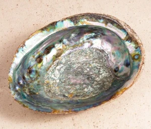 Hermosa carcasa de abulón de 7" - Imagen 1 de 2