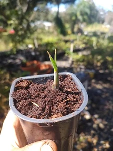 Red Sugar Cane Rooted Node  - Picture 1 of 3