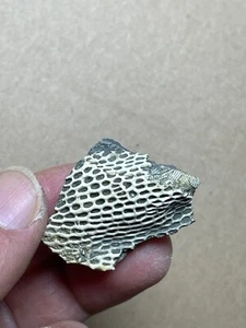 11g Bryozoa specimen from Carboniferous - Picture 1 of 13