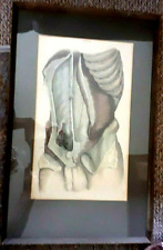 Mid C19 coloured engraving by W H Lizars. Penis testicles, male organs medical
