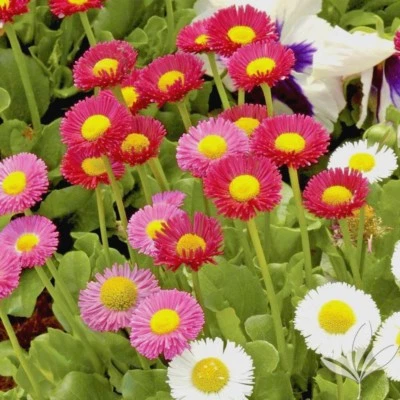 401+ENGLISH DAISY MIX Flower Seeds European Wildflower Early Blooms Groundcover - Image 1 of 4