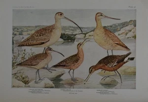 Antike Vogelkunst Ornithologie Vögel von New York Eskimo Curlew 1923 Geschichte - Bild 1 von 6