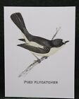 MisterBcards 12 Pied Flycatcher Notelets (75x100mm) with White C7 Envelopes