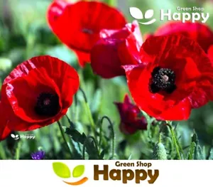 TULIP POPPY - 5000 SEEDS - Papaver glaucum - DEEP SCARLET FLOWER - Picture 1 of 4