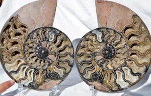 Large Black Ammonite Pair 225mm 110myo Dino age FOSSIL XXXL Crystals 8.9" 9194ee - Picture 1 of 11