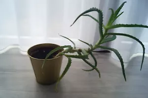 Aloe Arborescens Baum Aloe Vera Heilpflanze 40 cm Zimmerpflanze - Bild 1 von 2