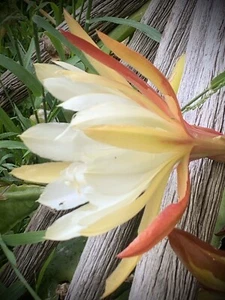 Epiphyllum Stunning Orchid Cactus Cutting Rare White Colour Free Post - Picture 1 of 3