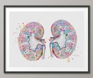 Nieren Aquarelldruck menschliche Organe Anatomie Poster Nephrologie medizinische Kunst Geschenk - Bild 1 von 1