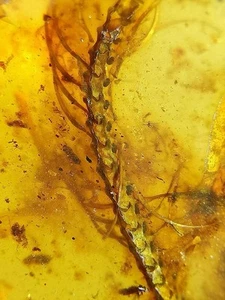 Fossil amber Insect Burmese burmite Lizard Skeleton Myanmar 30*18*3.5mm - Picture 1 of 7