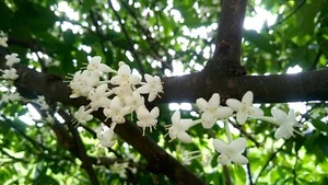 PHALERIA CLERODENDRON - Scented Native Daphne - Picture 1 of 6