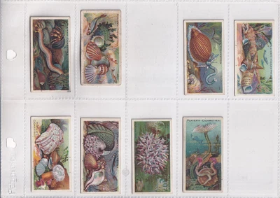 PLAYER'S - WONDERS OF THE DEEP - NO. 21 SEA CUCUMBER - TYPE CARD - ISSUED 1904 - Image 1 of 2