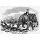 Indien Elefantenpflug Vorbereitung einer Zuckerplantage - antiker Druck 1847