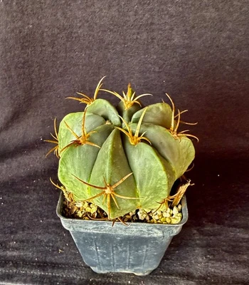 Ферокактус макродискус, кактус растение - Изображение 1 из 4