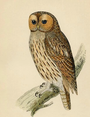 farm owl Framed Print Canvas wall décor Vintage Art painting gould Australia - Image 1 of 3