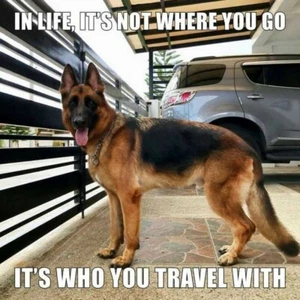 German Shepherd refrigerator magnet 3 1/2 x 3  1/2 made in USA - Picture 1 of 1