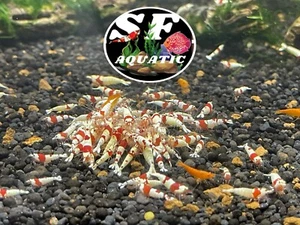 10+1 Crystal Red Shrimp CRS (Mixed Grade S-SSS) - Live Guarantee - USA Stock - Picture 1 of 1