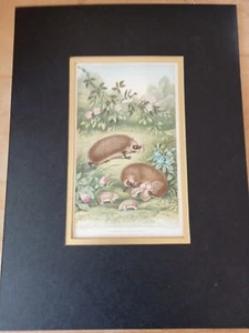 Antiker Druck von Igeln und ihren Jungen, montiert, ungerahmt, datiert 1873 - Bild 1 von 5