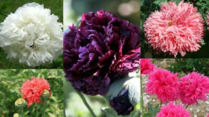 2.500+ Samen Papaver somniferum var. paeoniflorum - Farbmix - Bild 1 von 1