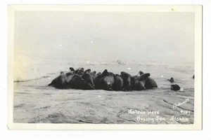 Morsas Herd Alaska RPPC Postal Mar de Bering AK c1940 - Imagen 1 de 2