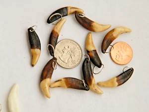 Lot of 10 REAL COYOTE TEETH 1 1/8"up to 1 1/4" DARKER Brown TOOTH w/Rings NEW! - Picture 1 of 3